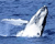 кит-полосатик Байда